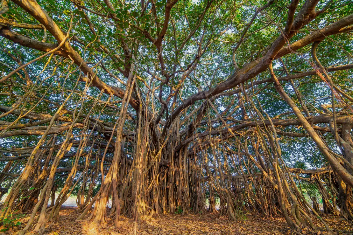 Looking up into the canopy and aerial roots of a mature banyan tree